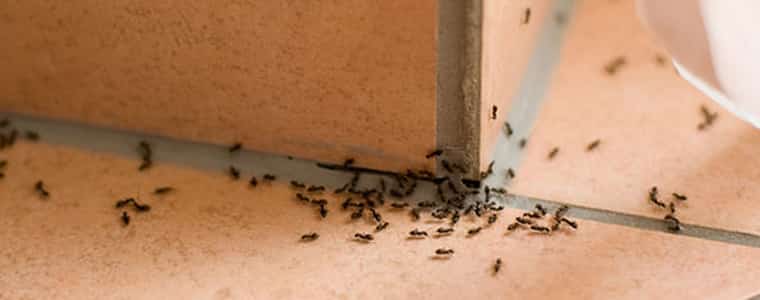 ant control hobart