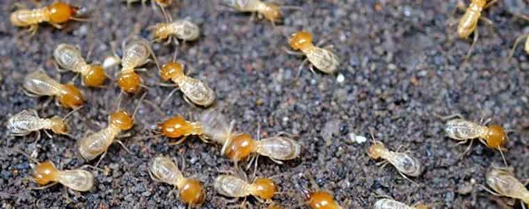 termite control hobart